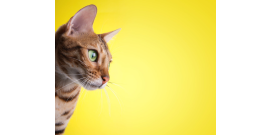 MACACIE LETO jul web